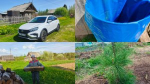 Муж приехал ,прокатились в Лальск ,разбираем отходы дровянные ,посадили кедры .