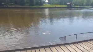Карпуша