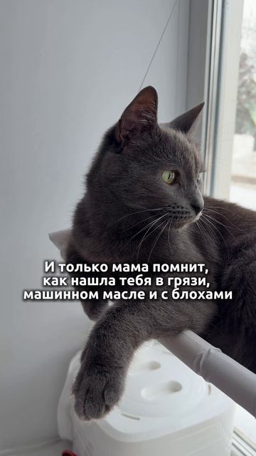 Породистый? Конечно! Блохастая автосервисная! #кот #породистыекотята #животные