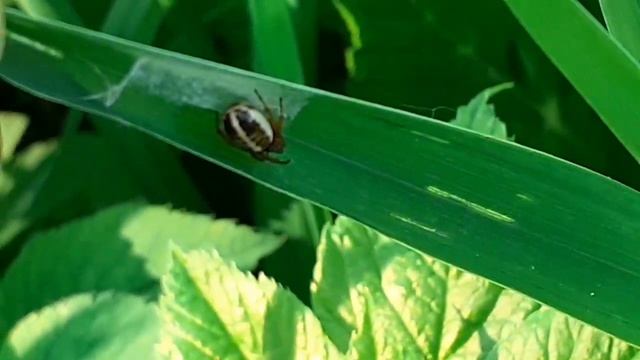 Паук из семейства кругопрядов (Araneidae), кругопряд полосатый, синга блестящая (Singa nitidula)