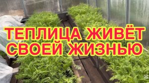 15/5 26 КУПИЛИ СЕМЕННУЮ КАРТОШКУ. ПРИЕХАЛИ НА ДАЧУ.