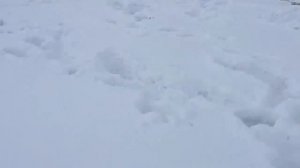по следам битвы за Ленинград.январская разведка и раскопки