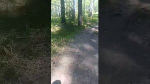 прогулка стрим