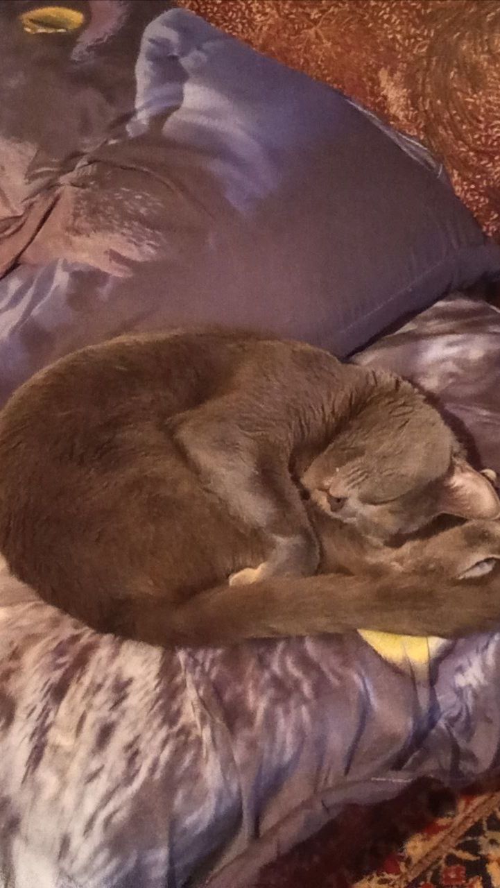 Кот Атос всегда готов показать мастер-класс по сну!!! #shorts #котатос #животные #коты #кошачийсон