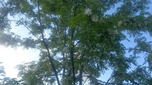 17.05.2026г. Зацвела Белая Акация