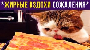 Кот сел на диету (ненадолго) Приколы