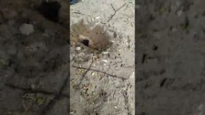 металлоискатель