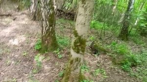Звуки леса.Птицы