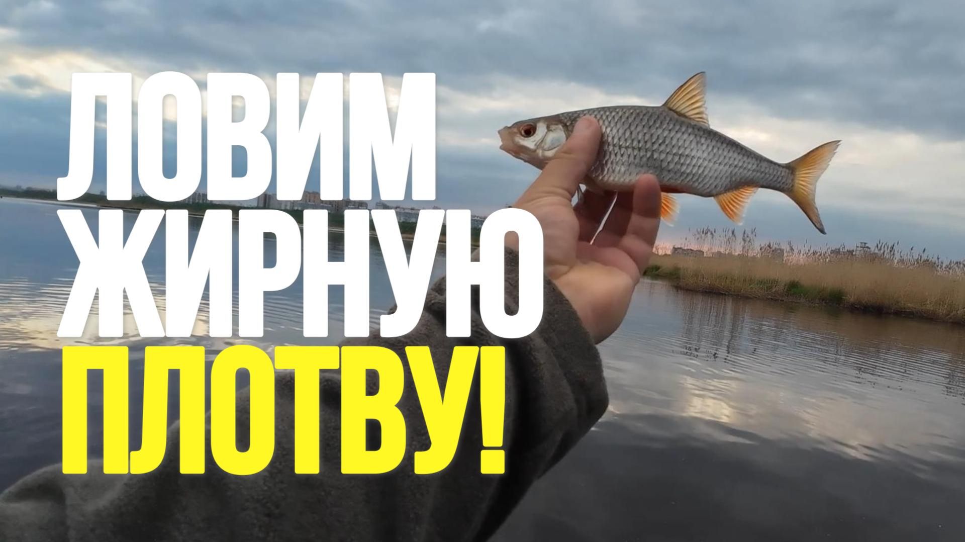 #мормышинг | Ловим жирную плотву |