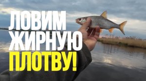 #мормышинг | Ловим жирную плотву |
