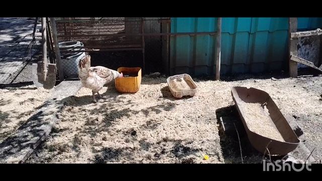 16/05/2026 /субботний день /как живут в русской деревне..