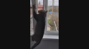 Догадливый котенок.