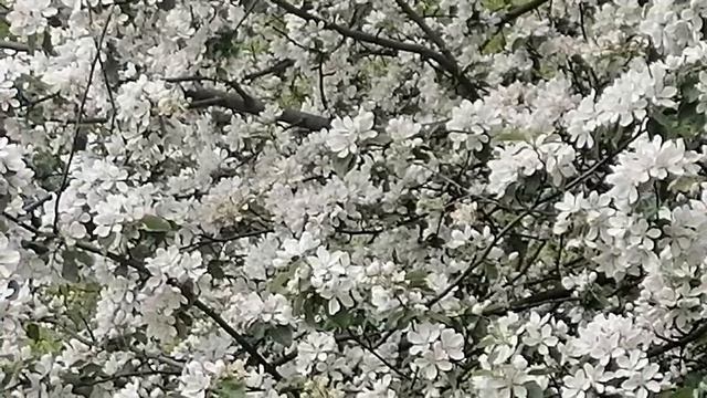 🌺ЖЗЛ 🌹🌸Спокойное видео.🌷 Смотрим, любуемся, созерцаем🌻👍❤️