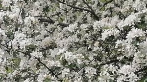 🌺ЖЗЛ 🌹🌸Спокойное видео.🌷 Смотрим, любуемся, созерцаем🌻👍❤️
