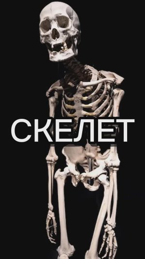 Скелет