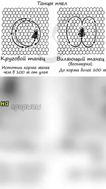 Животные-приколы и не только😉😅