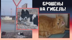 Спасаем или пусть сгинет в ппж?