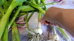 Ракомболь вкуснота и польза