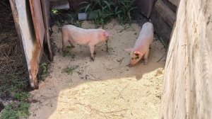ВОТ КТО ТЕПЕРЬ У НАС ЖИВЁТ 🚙🐂🐓🐝🐷