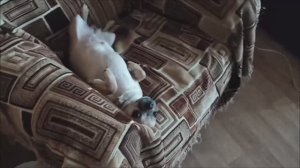Такие милые  Чихуашки