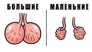 Что Размер Яичек Говорит о Мужчине (С НАУЧНОЙ ТОЧКИ ЗРЕНИЯ)
