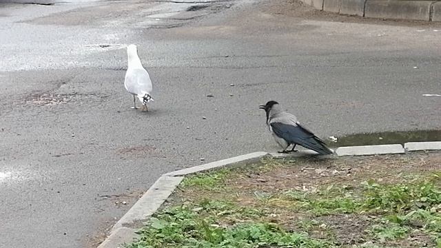 Альбатрос и Ворона