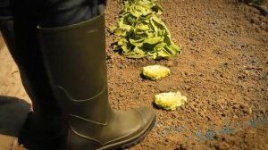 193. Minuscule - Night of the gastropods   La nuit des gastéropodes (Season 2)