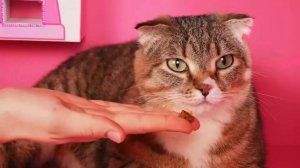 Мы Построили Маленький Домик для Животных ч. 3