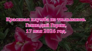 Красивая клумба из тюльпанов. Геннадий Горин, 17 мая 2026 год.
