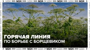 В Подмосковье запустили горячую линию для борьбы с борщевиком - Москва 24