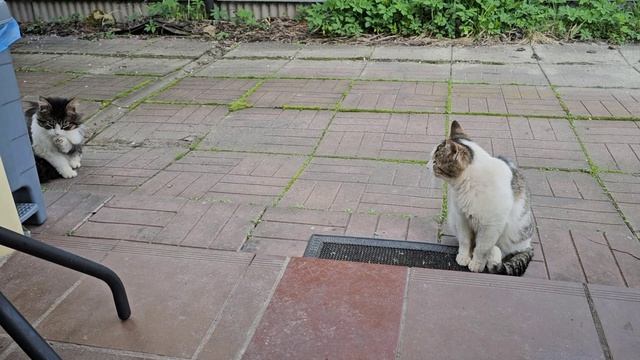 У Енотика шуба не отстегивается 🫠
Клёпа отделался от клеща.😊
Наконец-то помыла крыльцо.🏡