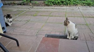 У Енотика шуба не отстегивается 🫠
Клёпа отделался от клеща.😊
Наконец-то помыла крыльцо.🏡