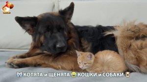 Котята и щенята 🐈🐶 Кошки и собаки 🤗 Про животных (24)
