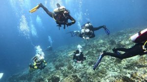 Michael Jackson reef, diving in Egypt