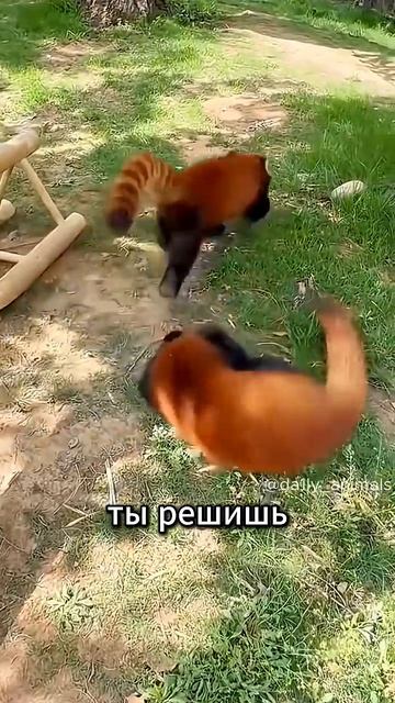 ПОЧЕМУ ВСЕ ЗАБЫЛИ ПРО ЭТУ ПАНДУ_ 🦊 ОГНЕННЫЙ ЗВЕРЬ, КОТОРОГО ТЫ НЕ ЗНАЛ!  #facts #животные #animals