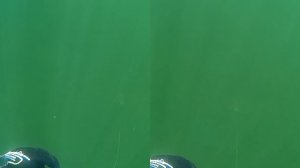 Большой заплыв VR
