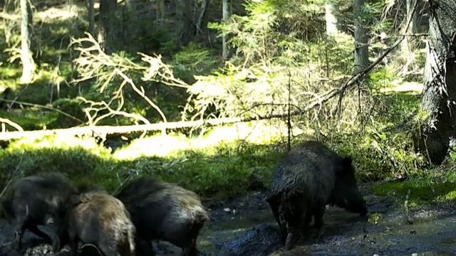 Кабаны видео фото ловушки смотреть онлайн