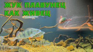 ЖУК ПЛАВУНЕЦ, КАК ЖИВЕЦ?