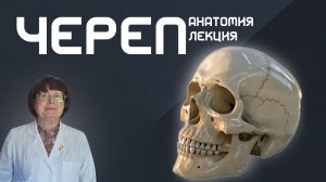Череп. Анатомия. Лекция