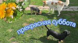 Прекрасная суббота 16 мая. #собаки #модницаогородница #здоровожитьвдоме #лето