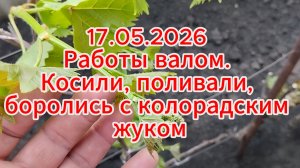 17.05.2026 Работы валом. Косили, поливали, боролись с колорадским жуком