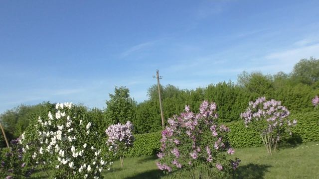 Александровка Сиреневый сквер 