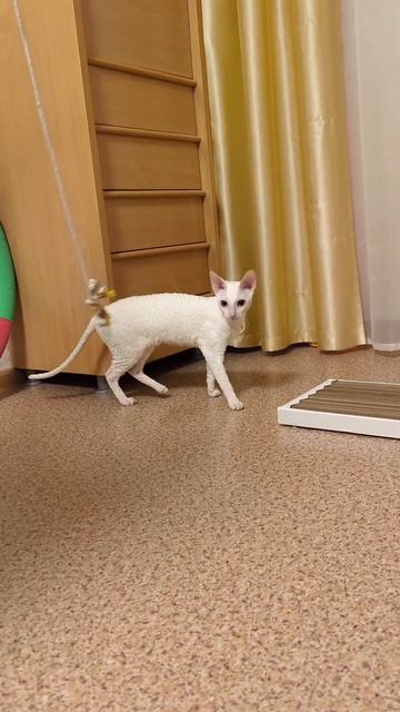 Кошка Мона и фантик