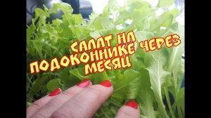 САЛАТ НА ПОДОКОННИКЕ ЧЕРЕЗ МЕСЯЦ ВЫРАЩИВАНИЯ))
