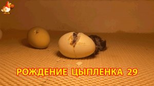 Вылупление цыпленка из яйца в инкубаторе версия 29