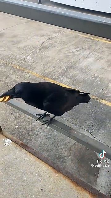One Smart Raven