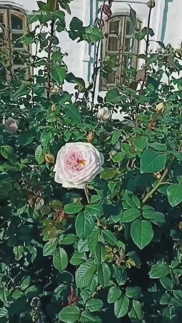 Нежная роза.mp4