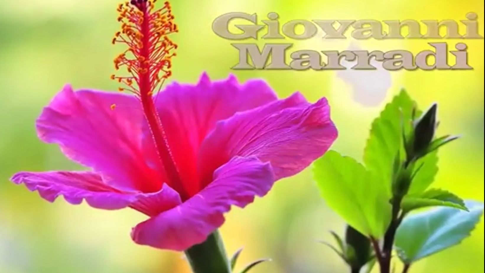 Джованни_Марради_Лучшее_Giovanni_Marradi_The_best_Beautiful_flowers