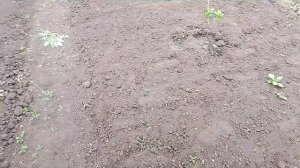 Мой огород и восход моих растений
