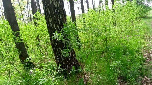 Поляна в роще с цветами Чина весенняя и Звездчатка ланцетовидная